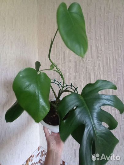 Цветы для дома