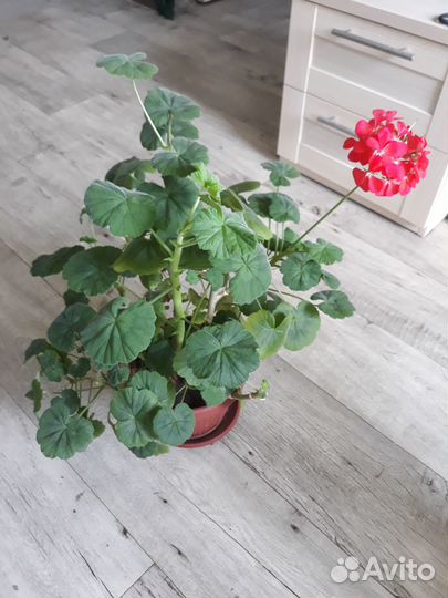 Продаю комнатные цветы