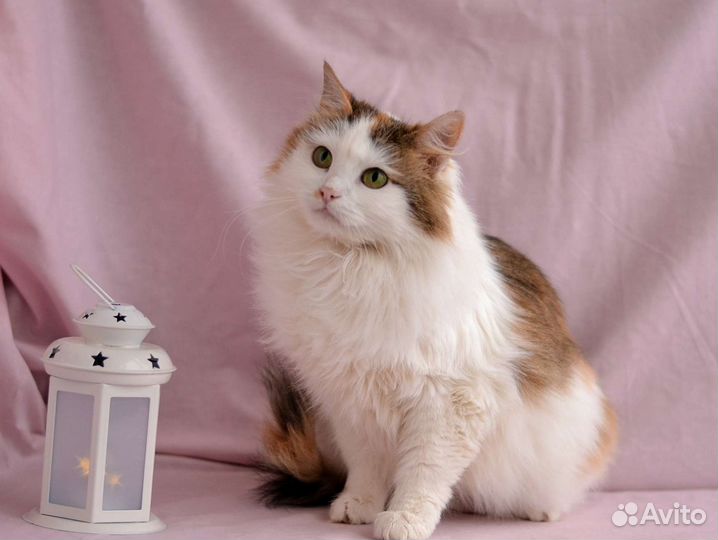 Кошка Адель