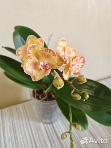 Орхидеи фаленопсис парфюмерная фабрика 