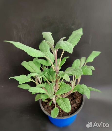 Шалфей лекарственный, ананасный, смородиновый за