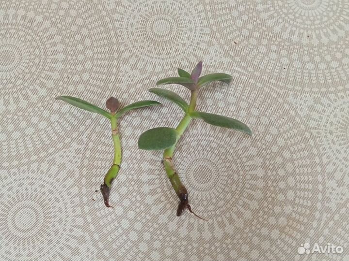 Отдам отводки бегонии с корешками