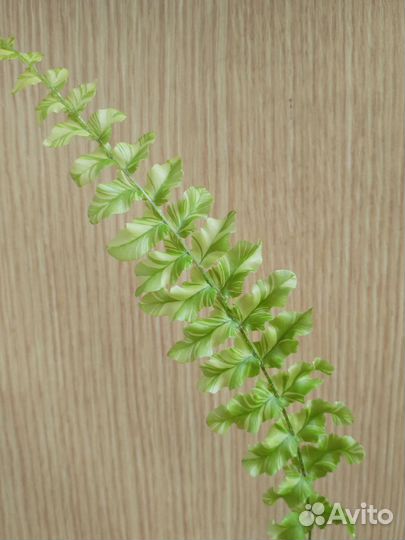 Папоротник Дассада вариегатный