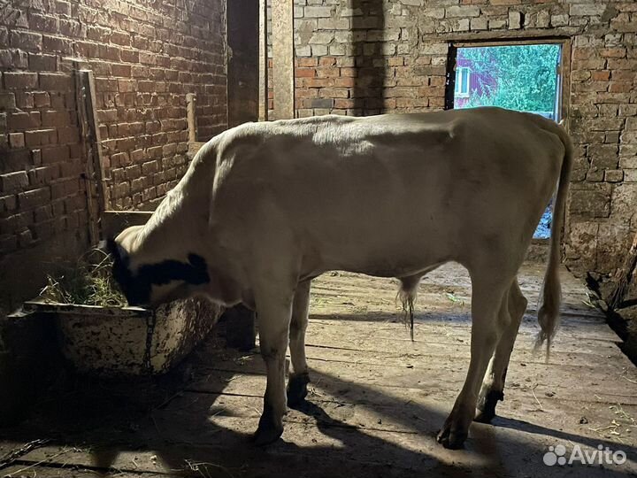 Бычки и телята