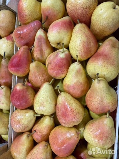 Груша сладкая