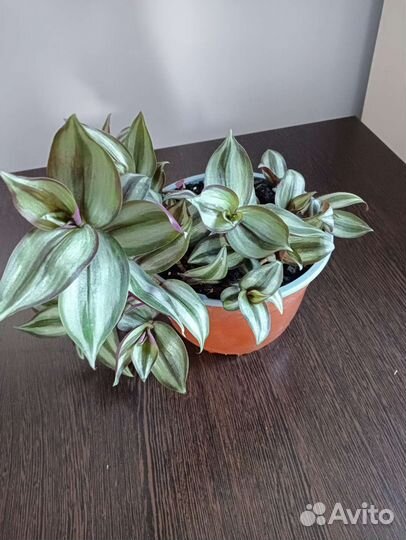 Традесканция зебрина