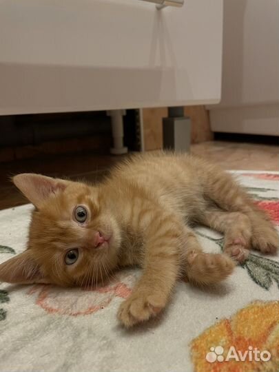 Котенок в добрые руки