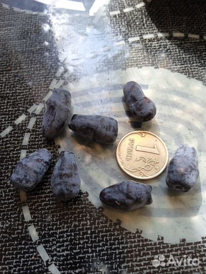 Жимолость садовая, клубника