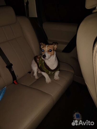 Джек Рассел терьер