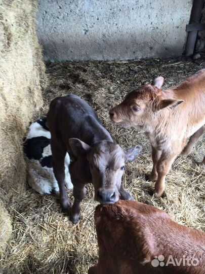 Телята недельные,привозные