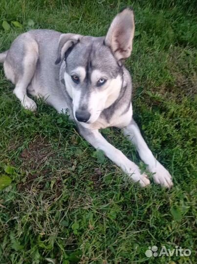 Щенок в добрые руки бесплатно