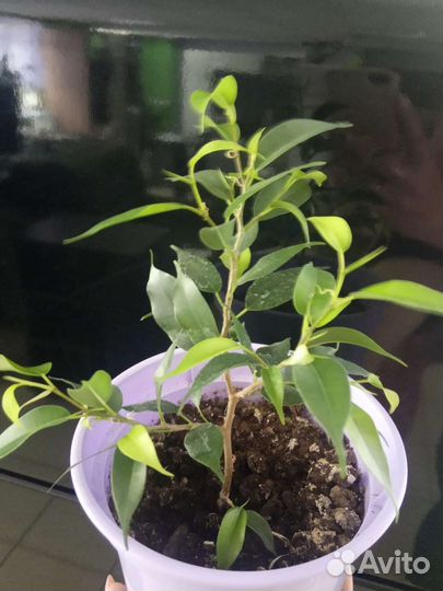 Фикус Бенджамина