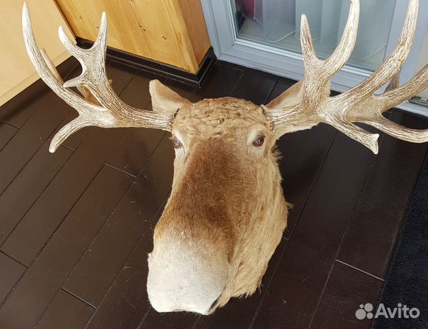 авито лось. вешалка лось на авито. макет реклама закупаем чагу рога лося. медаль для рога лося. чучело головы лося крупным планом.