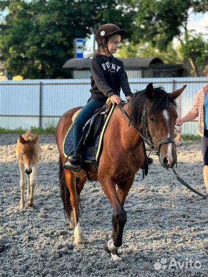 Уэльская кобыла