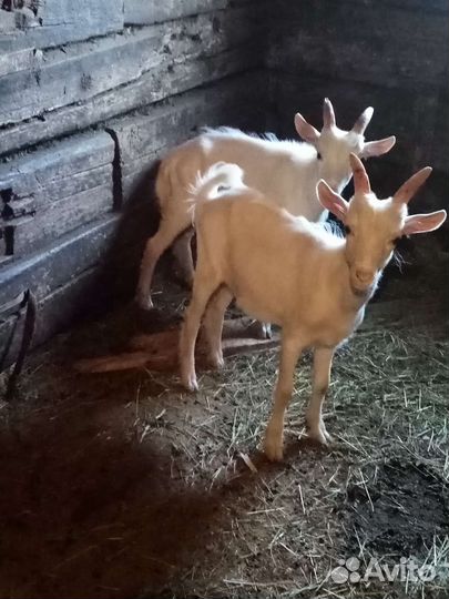 Зааненская коза