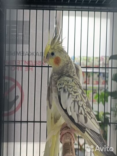 Попугай корелла