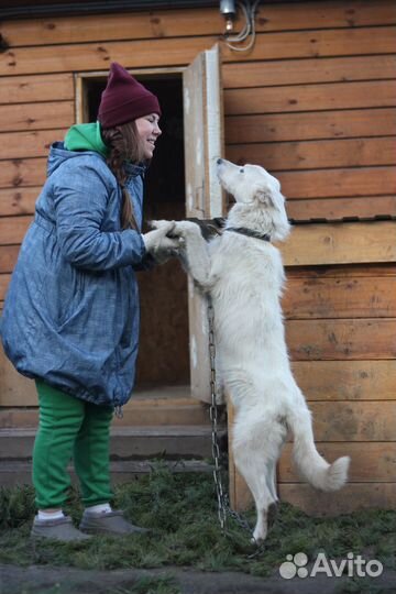 Шикарный пёс