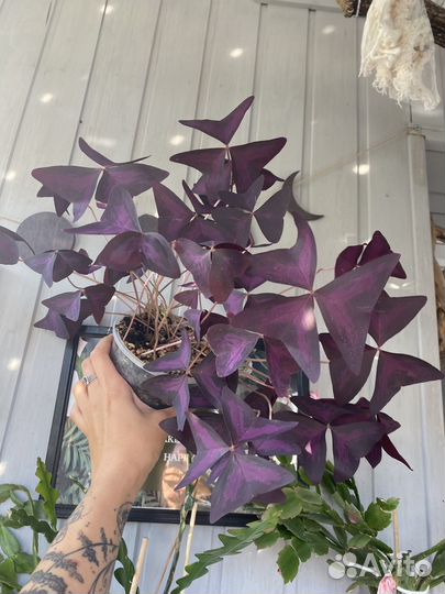 Оксалис кислица