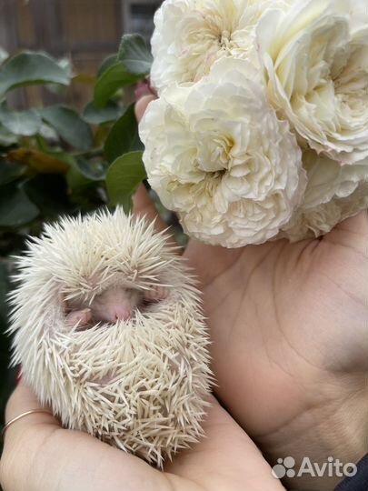 Африканский ежик