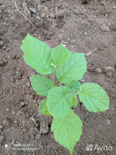 Саженцы ореха и др