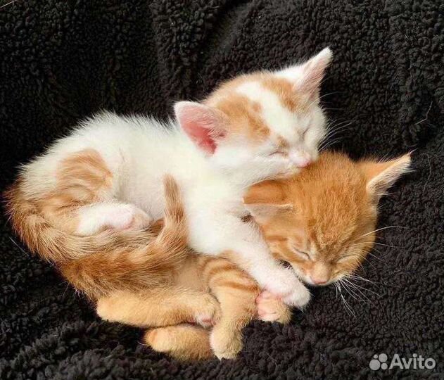 Догситтер, передержка домашних животных