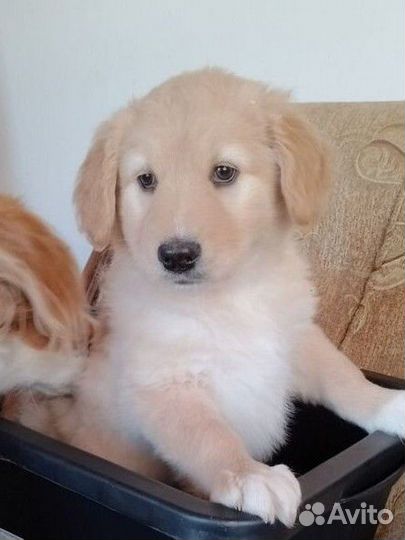 Щенок порода спаниель