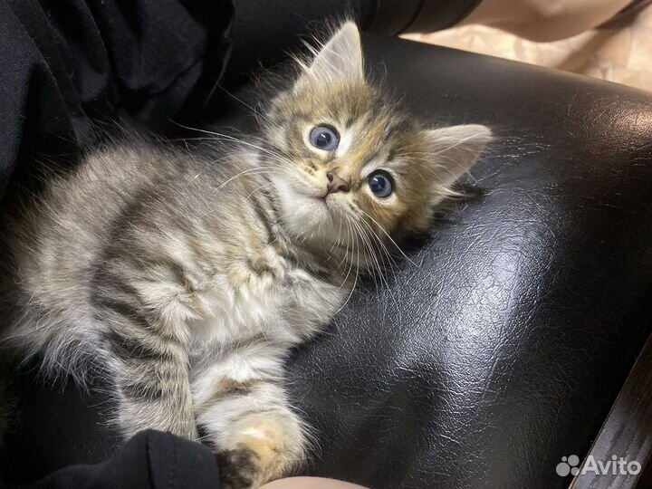 Кошка в дар бесплатно