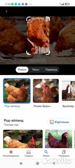 Курочки несушки