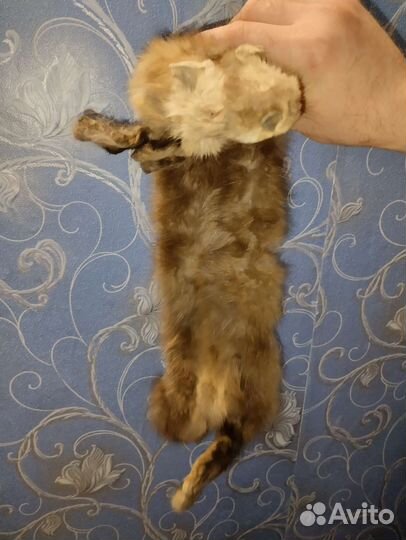 Шкурка животного соболь