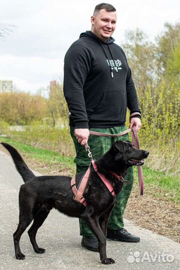 Вуди ждёт друга (Собака из приюта)