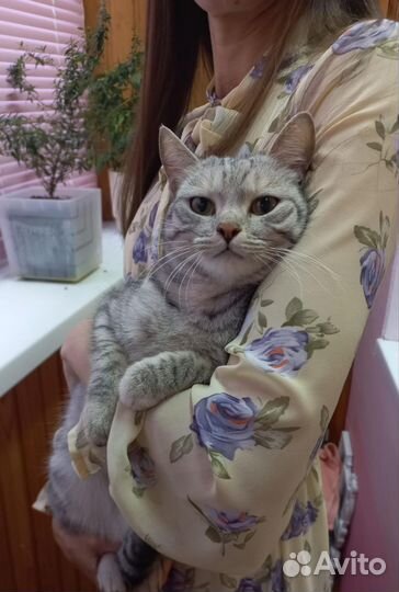 Кошка Муся с приданым