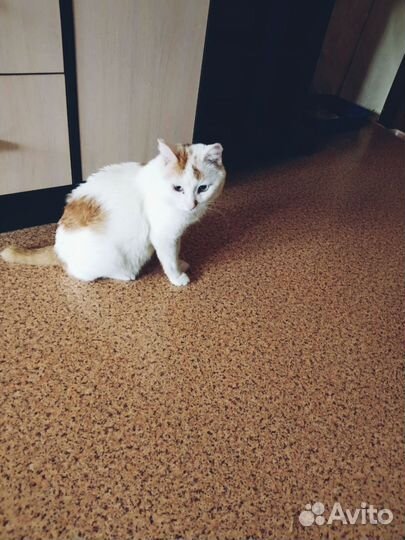 Отдам котика