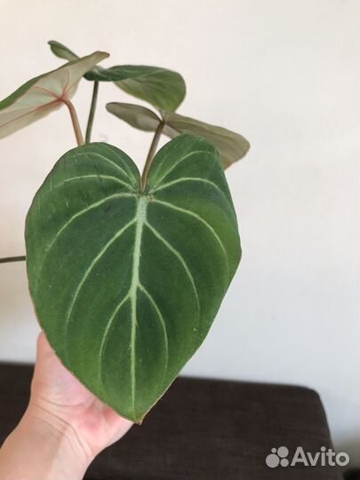 Филодендрон Глориозум Верде (Тайланд)