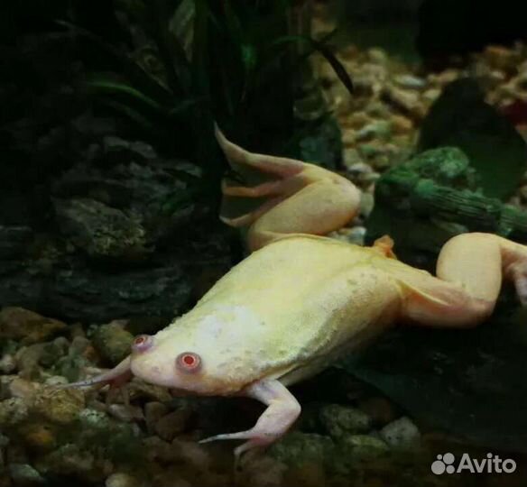 Лягушка шпорцевая