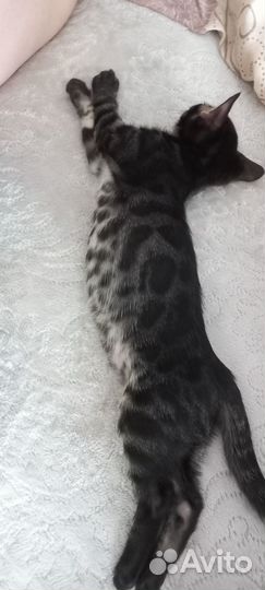 Редкий Бенгальский котёнок