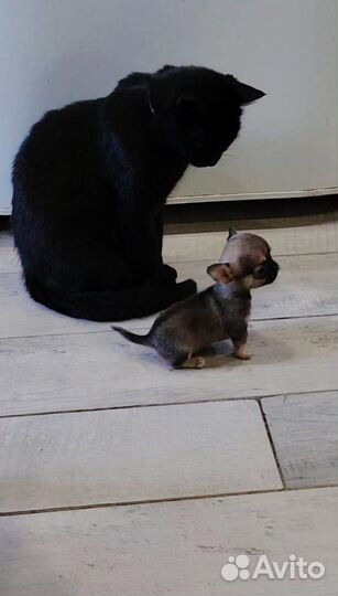 Чихуахуа мини