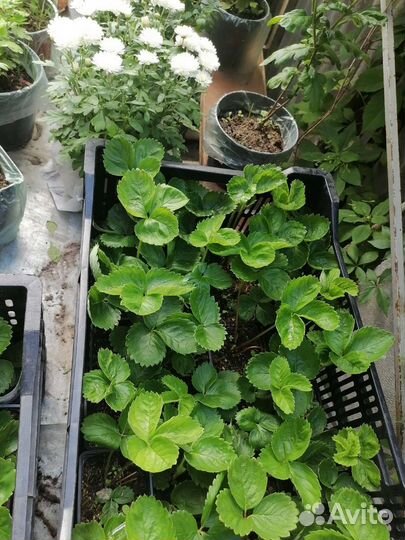 Рассада клубники в стаканах, зкс