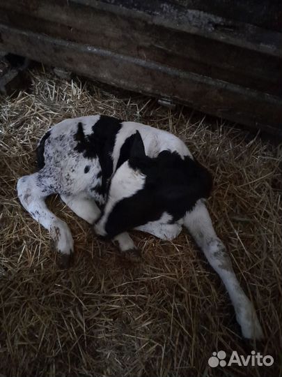 Бычки и телята