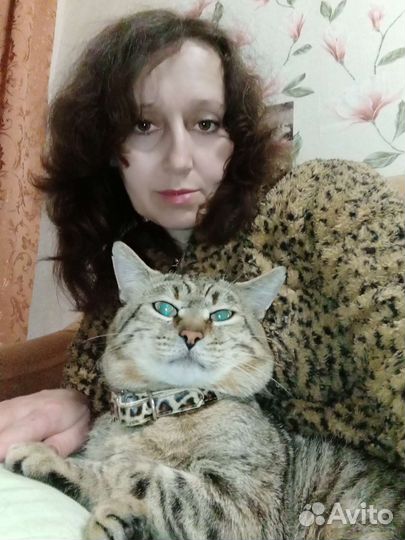 Котята гибриды