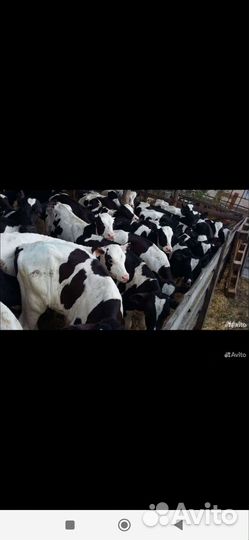 Бычки и быки