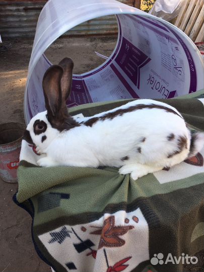 Кролики строкачи