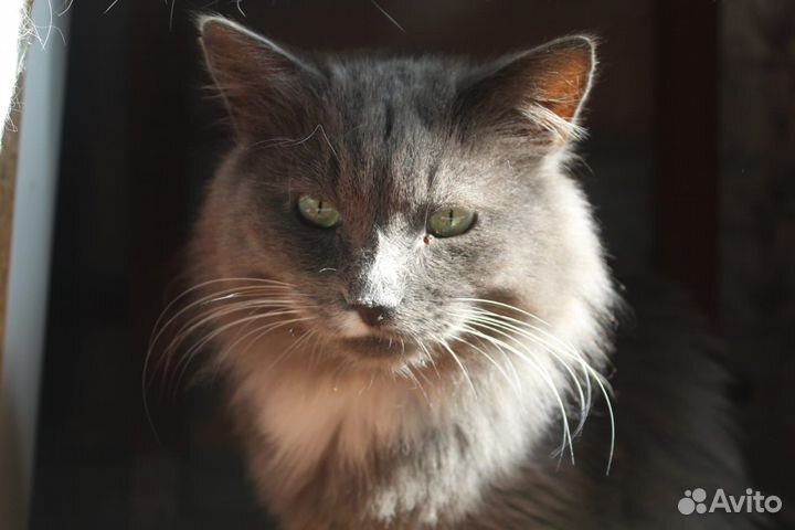 Кошки бесплатно