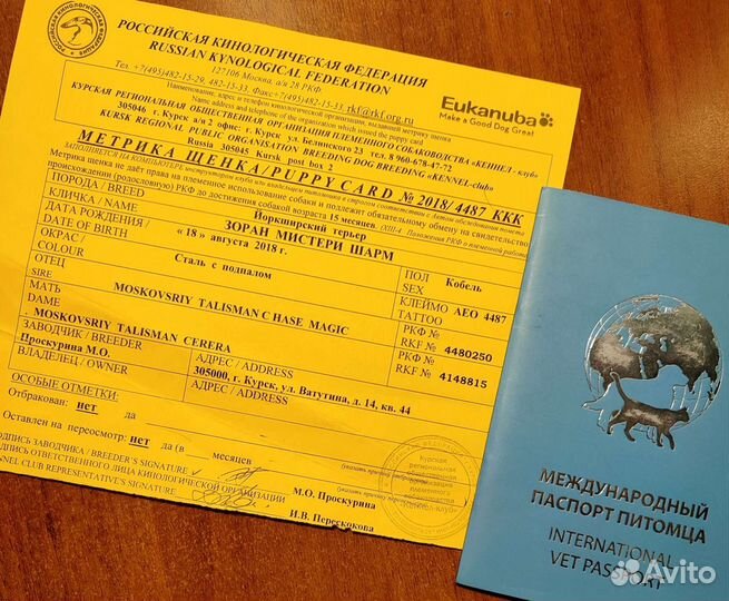 Йоркширский терьер вязка мальчик стандарт