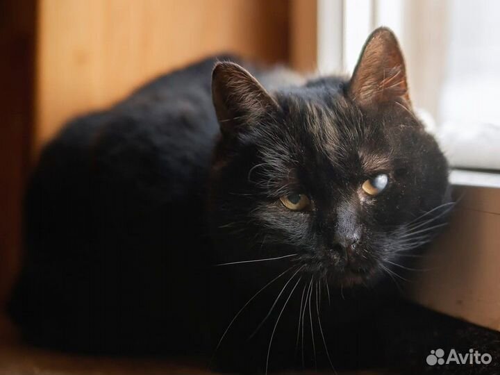 Котик Том в добрые руки
