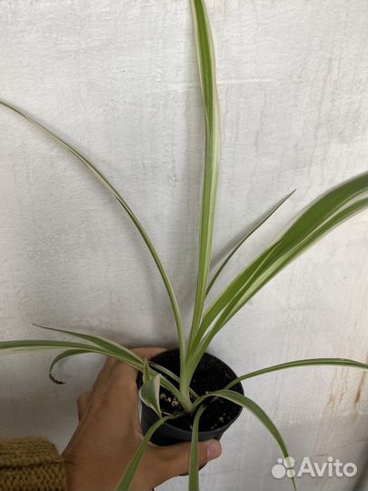 Хлорофитум