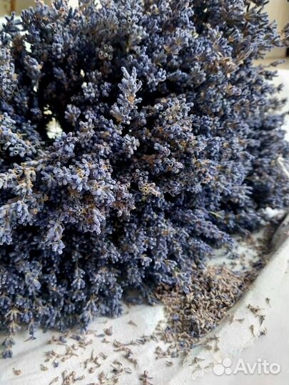 Лаванда сухоцвет
