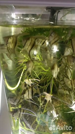 Подростки скалярии