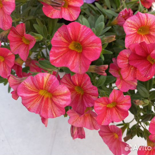 Вегетативная калибрахоа