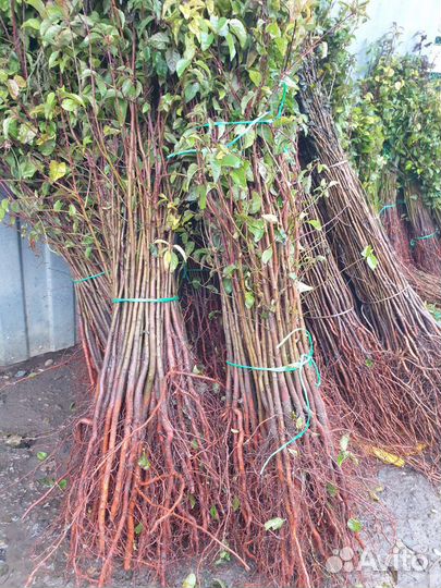 Подвой алыча