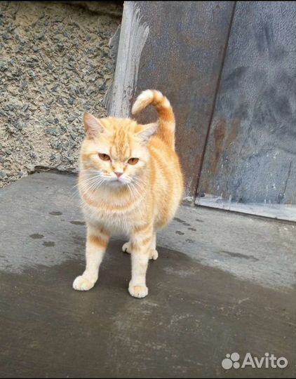Кошка в дар